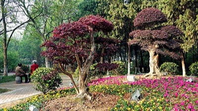 如何利用植物構(gòu)成園林景觀規(guī)劃設(shè)計(jì)的空間？